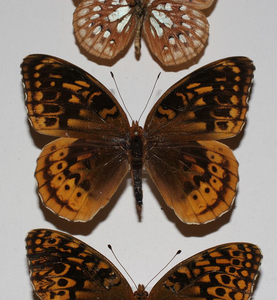 Speyeria cybele (melanic aberration) 2 (Internet Image property of respective owner, non-commercial use only)